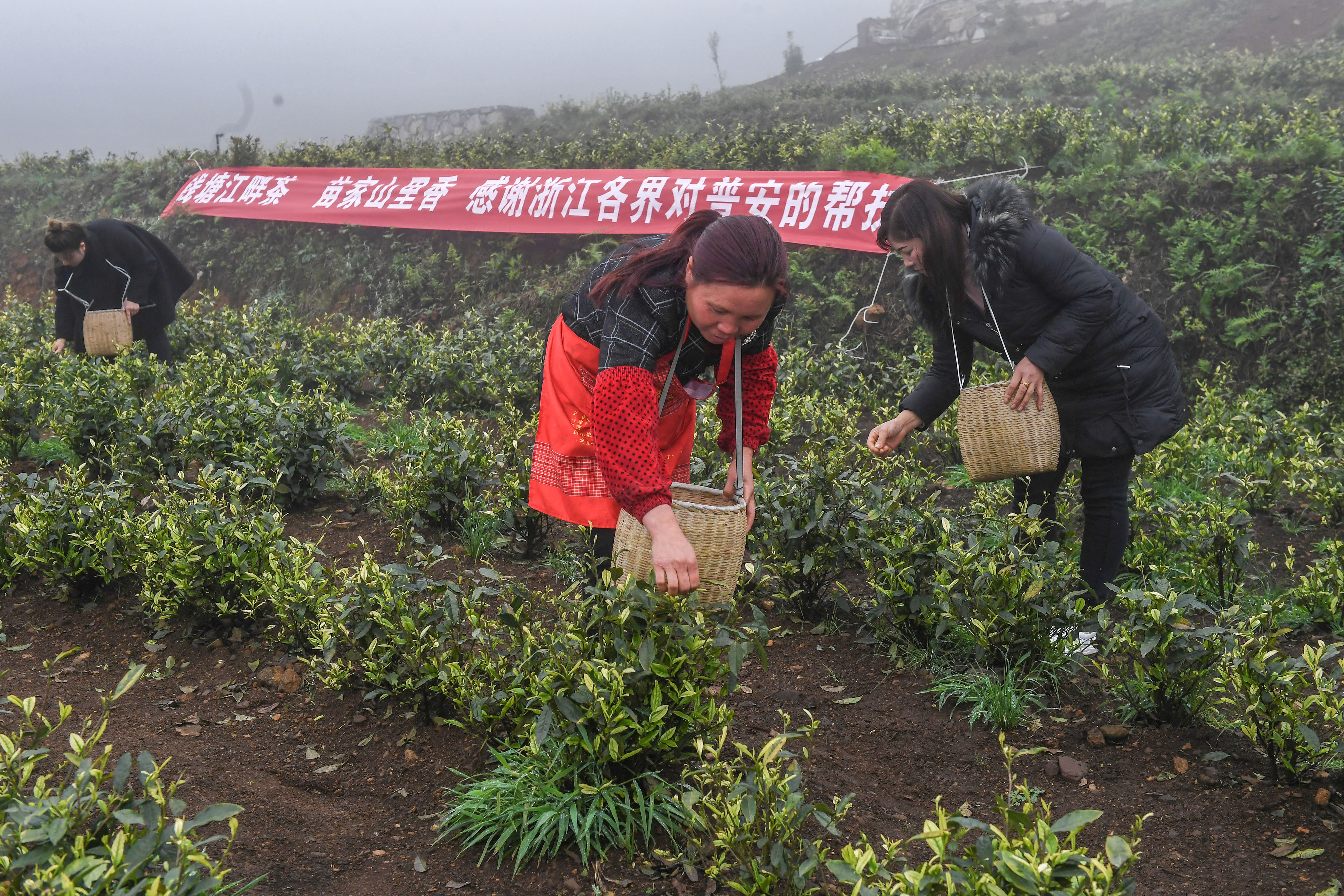 2021年4月14日，工人在貴州省黔西南州普安縣地瓜鎮(zhèn)屯上村“白葉一號”感恩茶園采茶。這片茶園由浙江省安吉縣捐贈。